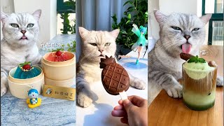 【シェフキャット】猫の料理番組集猫は動物だけでなく友達でもあります