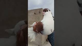 king pigeon #kabutar #kabutarbazi #short #bazipigeon