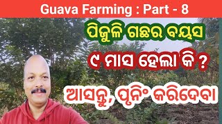 How to Prune Thai Guava Plant?Commercial Guava Farming in Odisha | Organic Farming | ପିଜୁଳି ଗଛ ପୃନିଂ