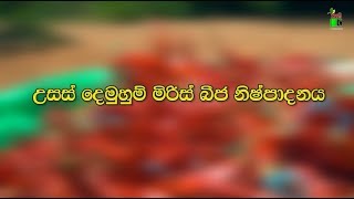 Department Of Agriculture Sri lanka Krushi tv channel-උසස් දෙමුහුම් මිරිස් බිජ නිෂ්පාදනය