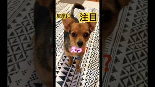 【尻尾】感情丸出し　#shorts #感情 #チワワ #ヨークシャーテリア #mix #可愛い犬 #朝倉未来 #応援