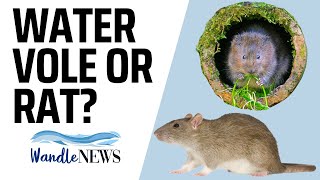 Water Vole or Rat?