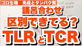 【TLRとTCRが混乱する人へ】TLR(トル様受容体)の語呂合わせとTCR(T細胞受容体)を覚えるコツ　MHC抗原解説　免疫とタンパク質　ゴロ生物