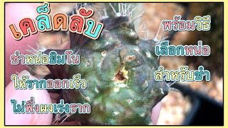 Gymnocalycium propagate tips, เคล็ดลับ‼️ ชำหน่อยิมโนให้รากออกเร็วและวิธีเลือกหน่อ | สวนอุ่นดิน