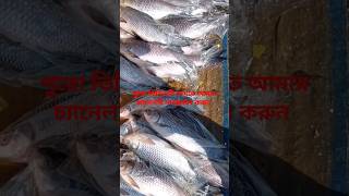 Cheaper Burmese Big  Rui Fish \u0026 Katol Fish #shorts #aromaticsr #ruifish #fisheryghat