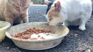 野良猫動画 どうしてもカルカンを外に出したい三毛猫が最後には　Stray cat  Calico cat want to kalkan outside and finally she made it