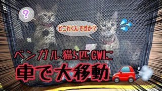 ベンガル猫5匹を車で大移動！