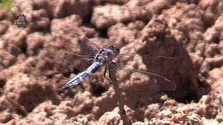 ORTHETRUM Brun/Mâle/Orthetrum brunneum ! BRUITX