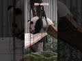 大熊猫 大熊猫奇三妹 panda 三妹一点都不怕