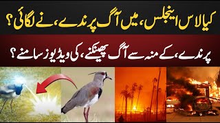 Fire Breathing Bird in Los Angeles | Los Angeles Update | Fire In America || Aghaaz Tv