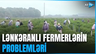 Lənkəranda çay yığımı başladı: fermerlər bu sahənin çətinliklərindən danışdı