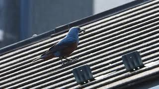 イソヒヨドリが捕食で虫を狩る　 英語名Blue Rock Thrush（磯鵯） Monticola solitarius スズメ目ヒタキ科（ツグミ科）DSCN9972