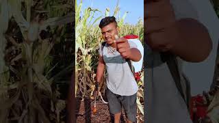 शेती करायला मनगटात ताकद लागते#youtubeshorts #शेतकरी ##farming 🙏🤘🤘