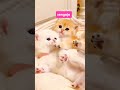 nggak sengaja catlovers cat funny hiburankucing kucing kucinglucu shorts videos