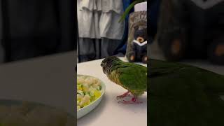 Healthy Treats for My Green Cheek Conure: Veggies Galore! #parrot #vegetables #snacks