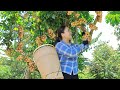 Harvest Langsat fruit and bring them to the market sell, cooking | Emma Daily Life