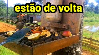 os pássaros estão voltando