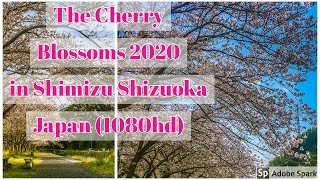 The Cherry Blossoms 2020 In Shimizu Shizuoka Japan