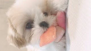 シーズー子犬♡4ヶ月♡眠いよ〜♡