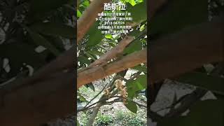 陳應隆的古坑橙實柳丁園～酷斯拉