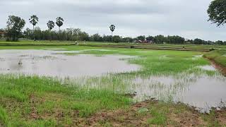 Rural landscape, ទេសភាពស្រុកស្រែនារដូវវស្សា