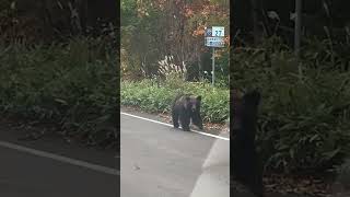 知床横断道路でヒグマに遭遇