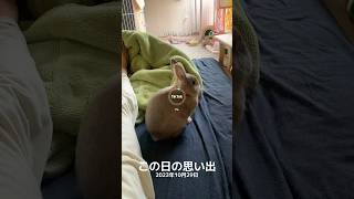 白いうさぎになった1年前の愛兎ラッキー【うさぎがいた生活】【TikTokの思い出機能】