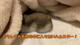 どうしても毛布の中に入りたいハムスター！かわいいハムケツ見られます！( Very cute and lovable hamster trying to burrow in a blanket)