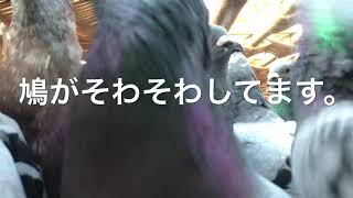 ミナココ鳩レース0905