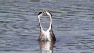 Dancing Grebes