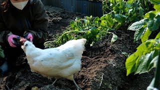 【60代からの田舎暮らし】#51 お芋を掘るだけ動画 | digging sweet potatoes