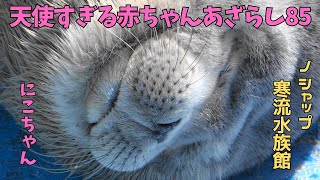 天使すぎる赤ちゃんあざらし８５　にこ / Baby seal that is too angelic 85　NICO