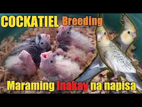 Cockatiel Breeding, Egg Laying,incubating,hatching Care And Weaning ...