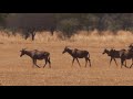 bushtv tsessebe herd in south africa