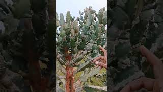 బ్రహ్మ జెముడు మొక్క#shorts #plants #nature #plant #youtubeshorts #viral