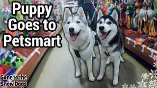 Husky Puppy First Shopping Spree | Petsmart Halloween Haul