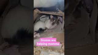 pregnant momma mouse, Sweetie 🥰 is in labor