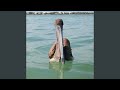 Bubbles Drifting