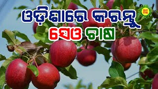 ଓଡ଼ିଶା ଜଳବାୟୁରେ ସେଓ ଚାଷ ସମ୍ଭବ  | How to grow Apple in Odisha // Farming Tips