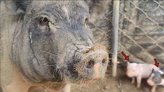 이녀석이 새끼를 낳았다는데 미쳤습니다...보시면 압니다..