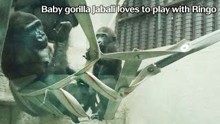 金剛寶寶Jabali愛找弟弟Ringo玩-Baby gorilla Jabali loves to play with younger brother Ringo