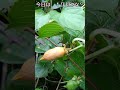 マタタビが熟したよ！、【ある風景】 未来遺産 ダボさんtv そこにある自然 植物 マタタビ 実