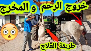 يا ربي السلامة 😱😱 طريقة ادخال المخرج و الرحم للغنم من العمليات المعقدة