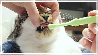 猫の歯磨き | 猫だって歯磨き上手にできるよ～ | ちこかぶ