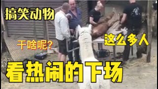 凑熱鬧的下場~羊兒看其他羊剃毛，結果自己悲劇啦~#動物迷惑行为大赏Sheep see other sheep shaving, the result of their own tragedy