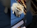 飼い主を見つめて首を傾げる犬 shorts ポメラニアン 子犬 犬