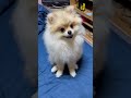 飼い主を見つめて首を傾げる犬 shorts ポメラニアン 子犬 犬