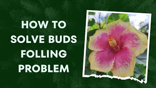 How to solve Buds folling problem