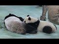 20211221 圓寶棄竹架上待 圓圓睡飽來送奶 早餐 giant panda yuan yuan u0026 yuan bao