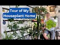 Tour of my HOUSEPLANT Home